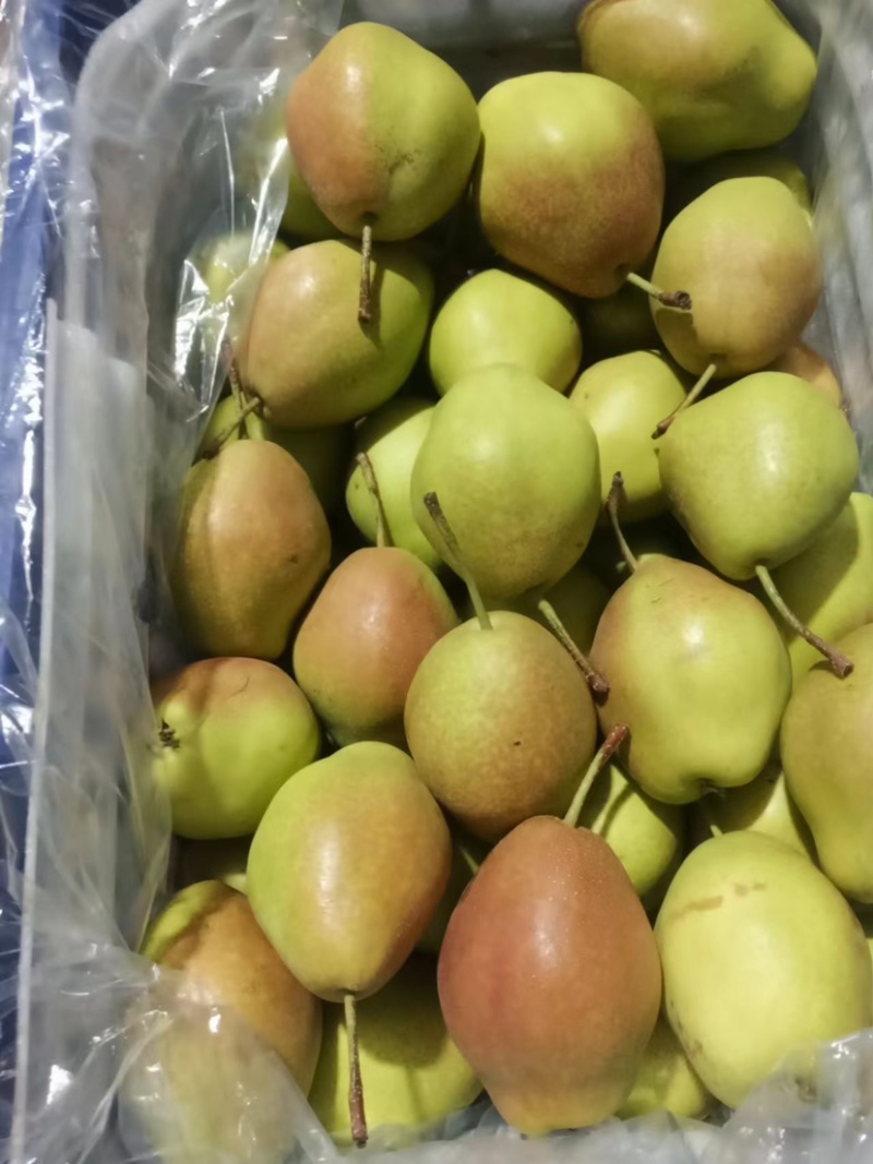 【推荐】红香酥梨河北晋州，精品筐装，对接电商/市场/团购