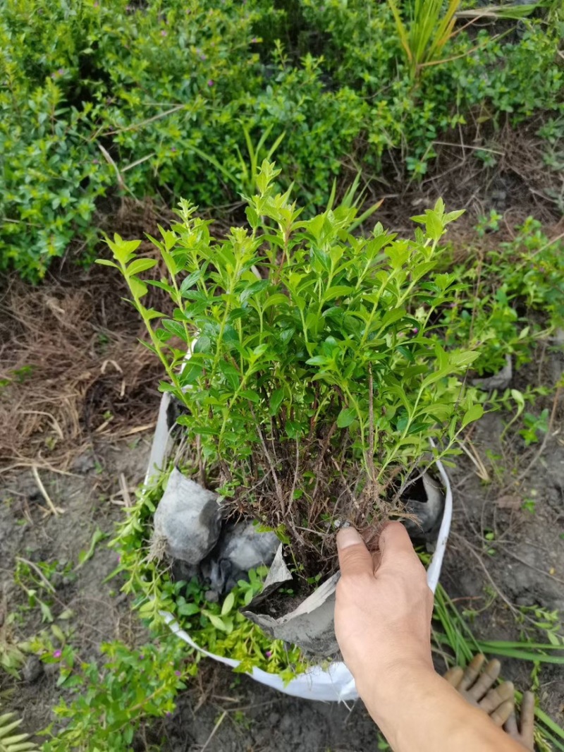 满天星，大量出售各规格，量大从优，欢迎大家前来选购