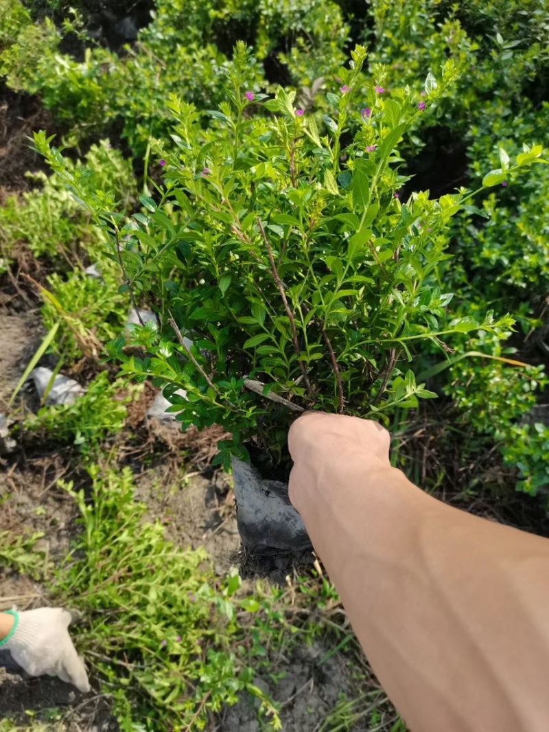 满天星，大量出售各规格，量大从优，欢迎大家前来选购