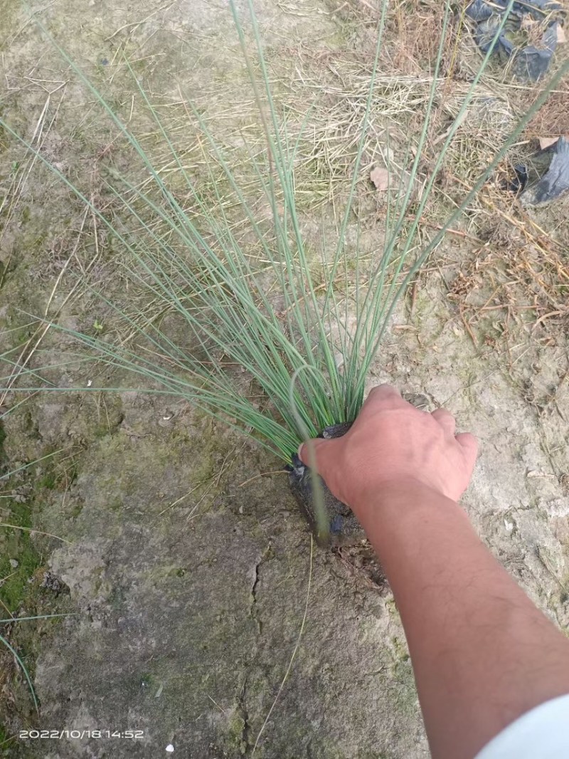 灯芯草，大量出售各规格，量大从优，欢迎大家前来选购