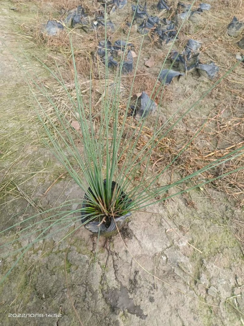 灯芯草，大量出售各规格，量大从优，欢迎大家前来选购