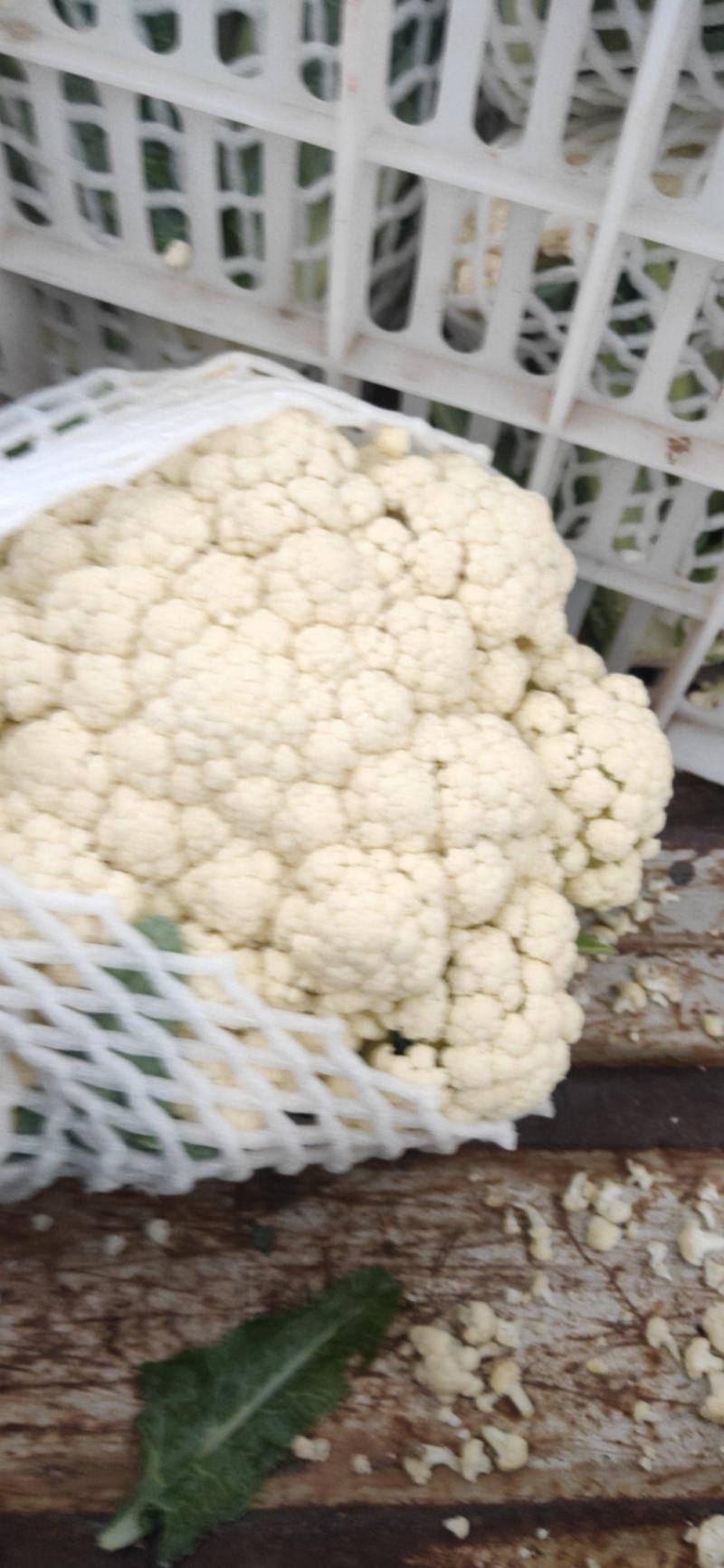 福建漳州漳浦有机花莱