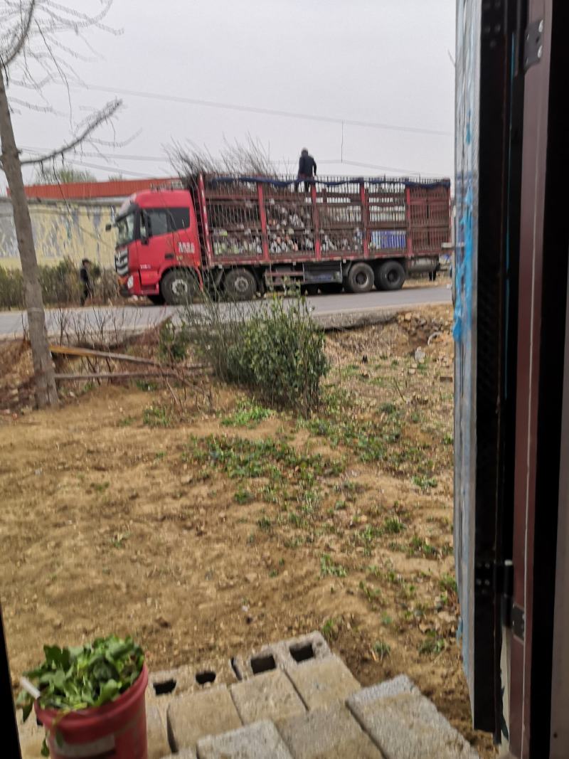 2公分3公分8公分油桃苗嫁接桃树苗冬桃苗大桃树