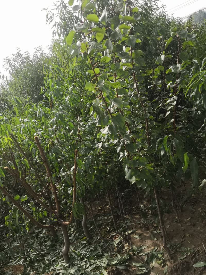 2公分3公分8公分油桃苗嫁接桃树苗冬桃苗大桃树