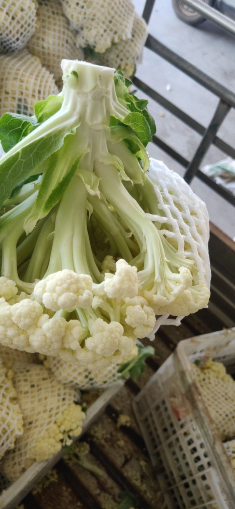 福建漳州漳浦有机花莱