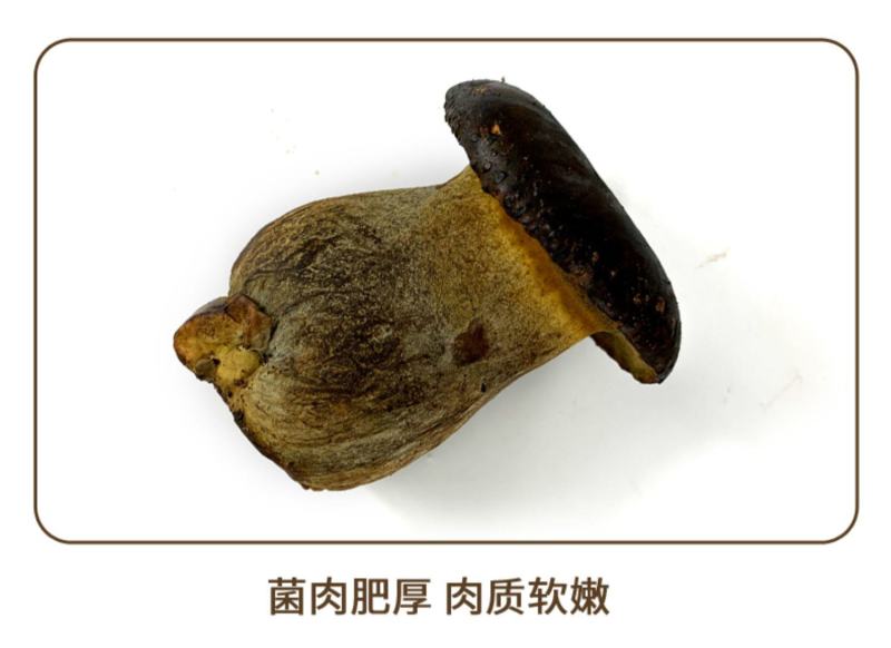 新鲜黑牛肝菌食用菌云南特产牛肝菌炒菜煲汤火锅食材
