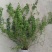 迎春，大量出售各规格，量大从优，欢迎大家前来选购