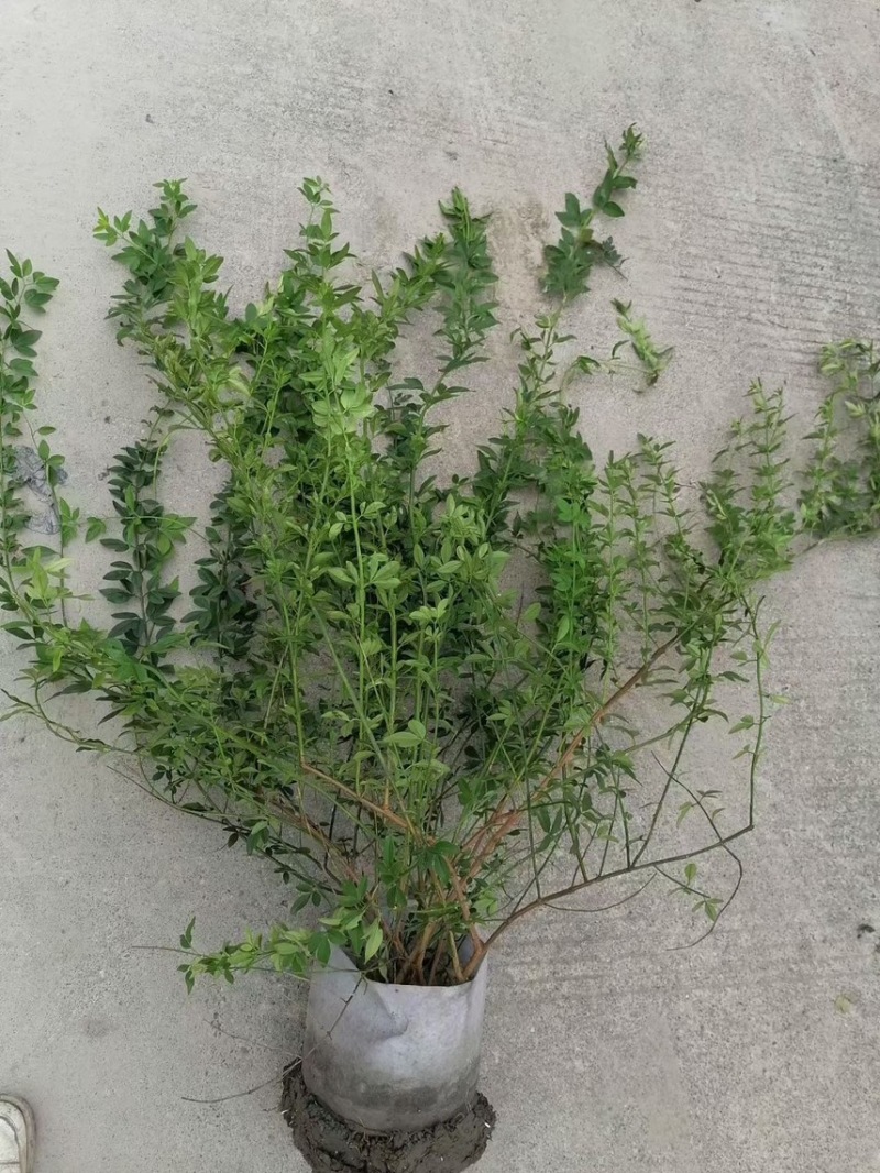 迎春，大量出售各规格，量大从优，欢迎大家前来选购