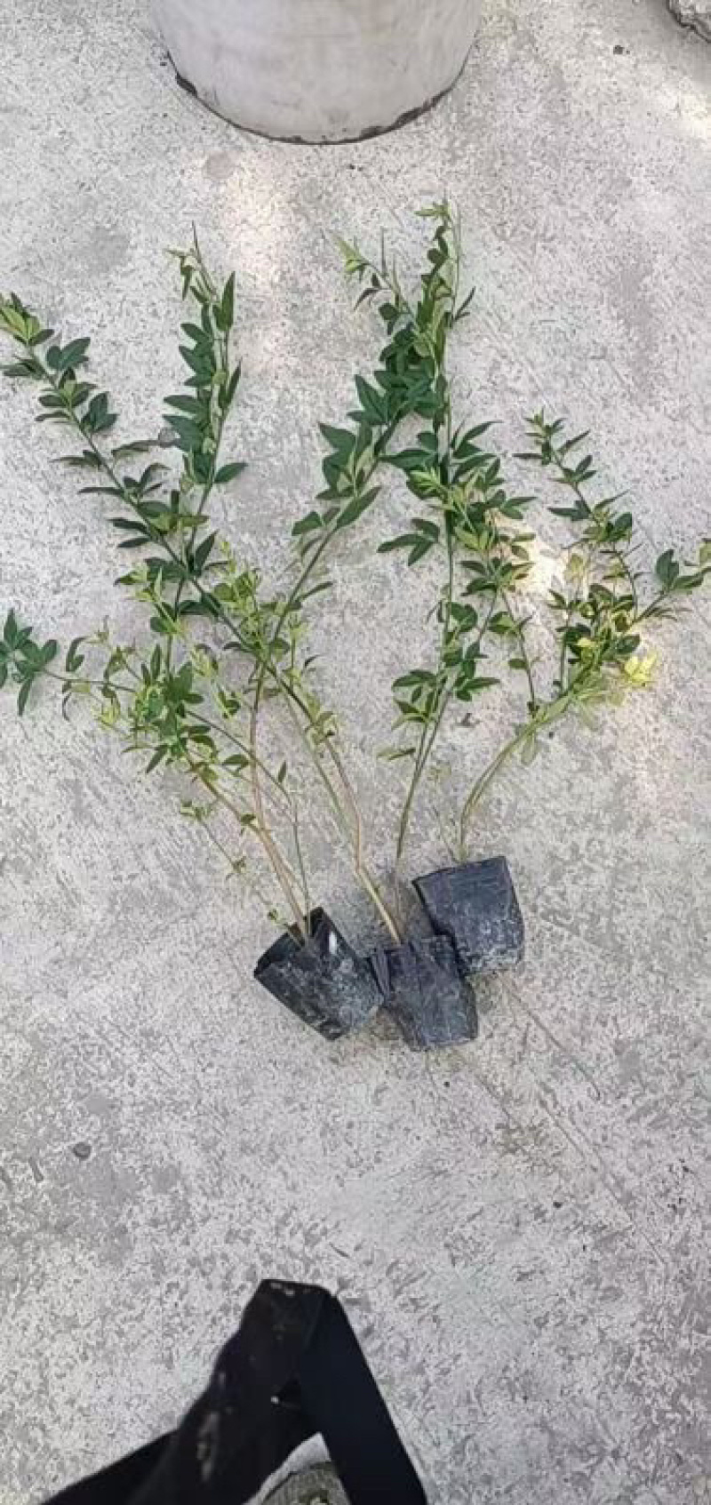 迎春，大量出售各规格，量大从优，欢迎大家前来选购