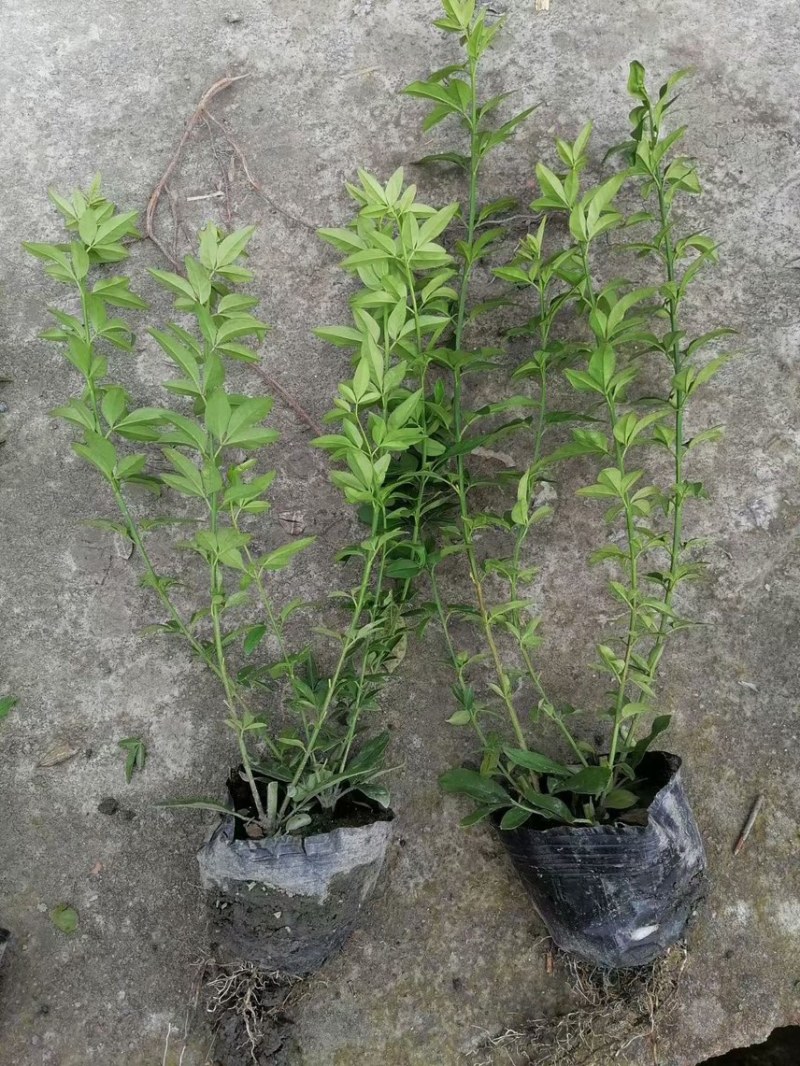 迎春，大量出售各规格，量大从优，欢迎大家前来选购