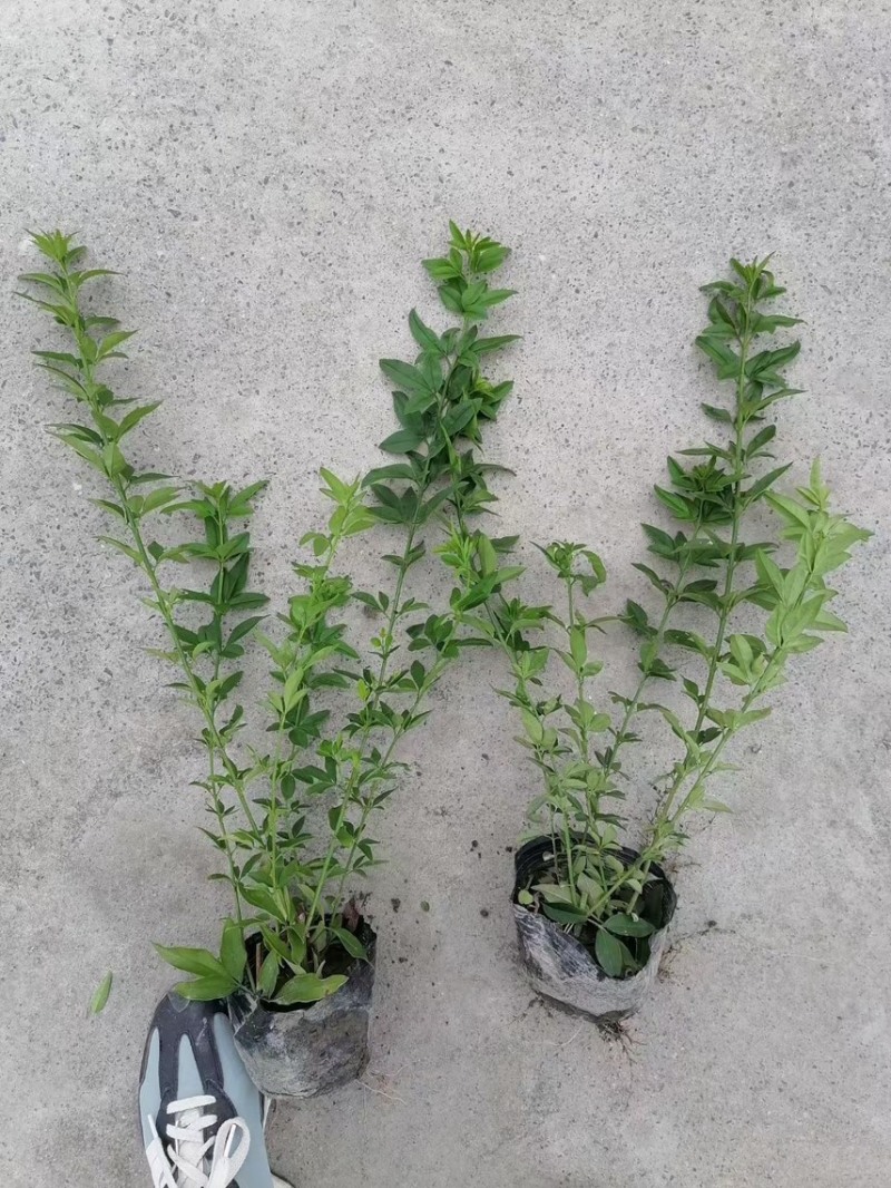 迎春，大量出售各规格，量大从优，欢迎大家前来选购