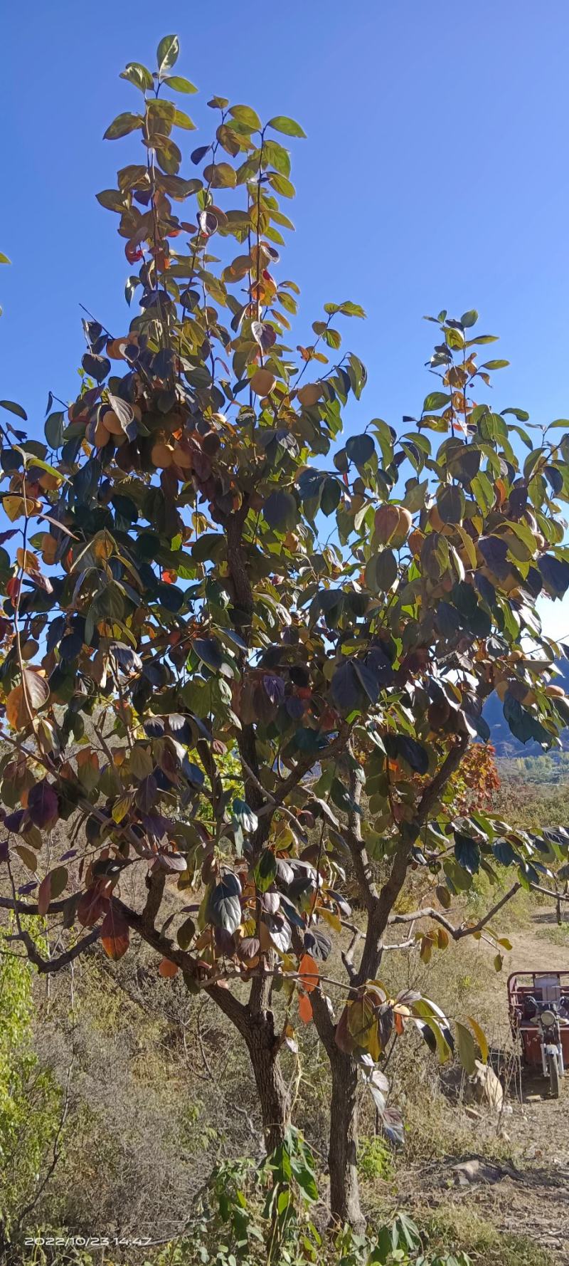 天津蓟县燕山山脉磨盘柿子