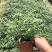 墨西哥鼠尾草，大量出售各规格，量大从优，欢迎大家前来选购
