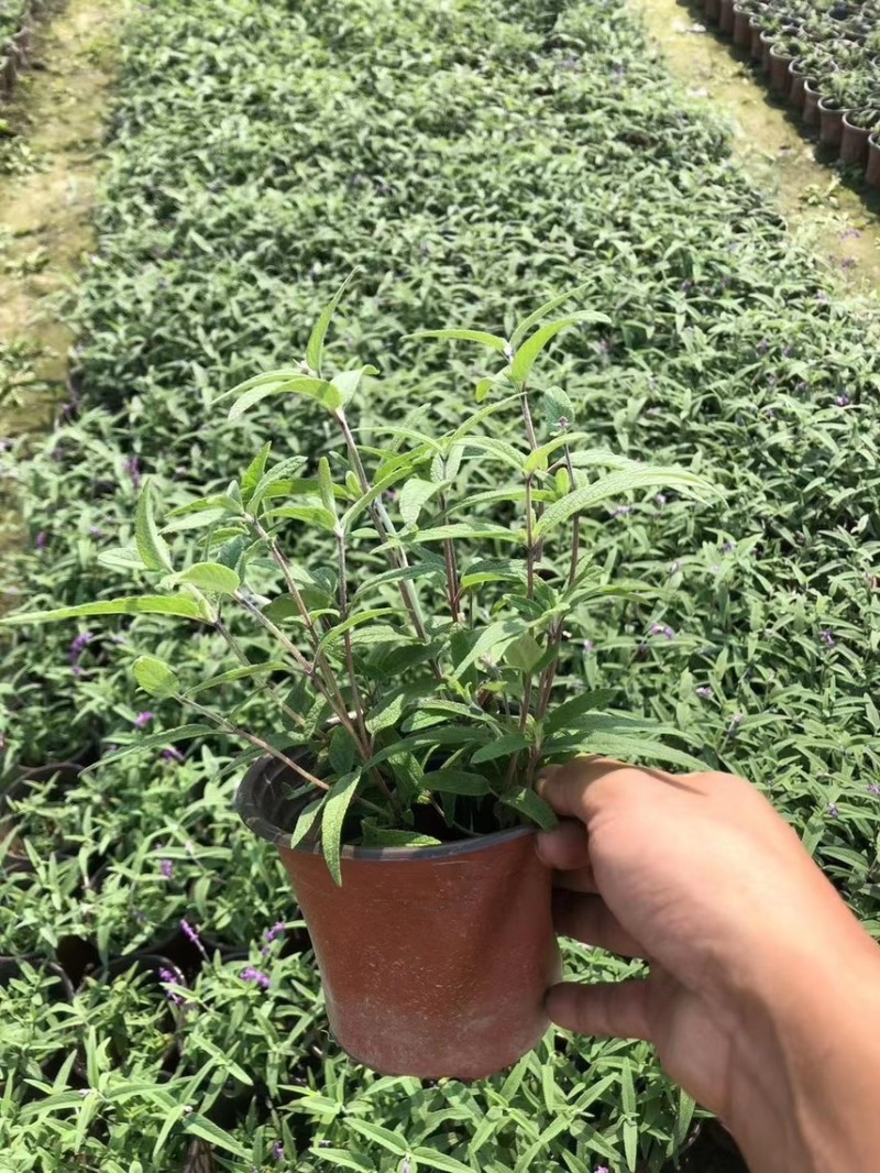 墨西哥鼠尾草，大量出售各规格，量大从优，欢迎大家前来选购