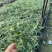 墨西哥鼠尾草，大量出售各规格，量大从优，欢迎大家前来选购