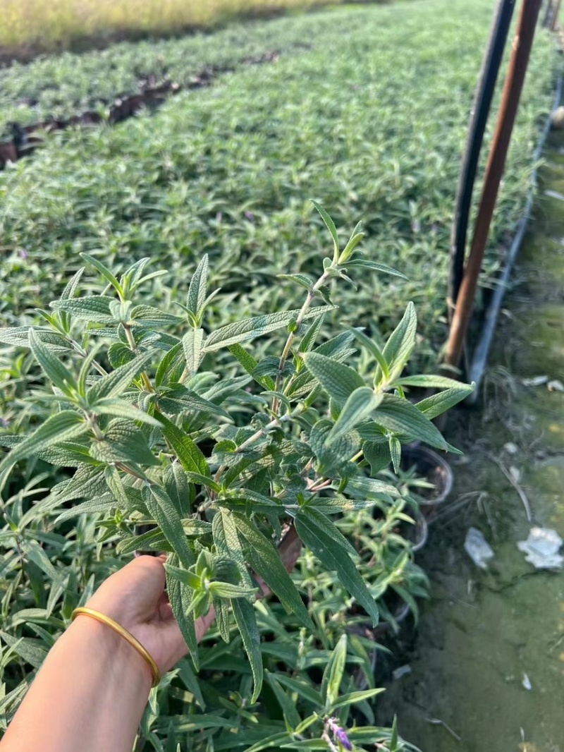 墨西哥鼠尾草，大量出售各规格，量大从优，欢迎大家前来选购