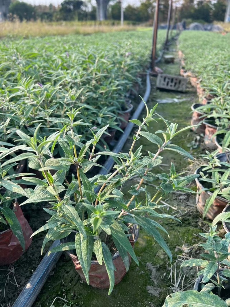 墨西哥鼠尾草，大量出售各规格，量大从优，欢迎大家前来选购