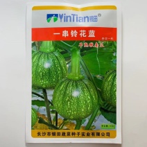 圆宝西葫芦种子油绿矮生西葫芦杂交种子南瓜种子四季早熟