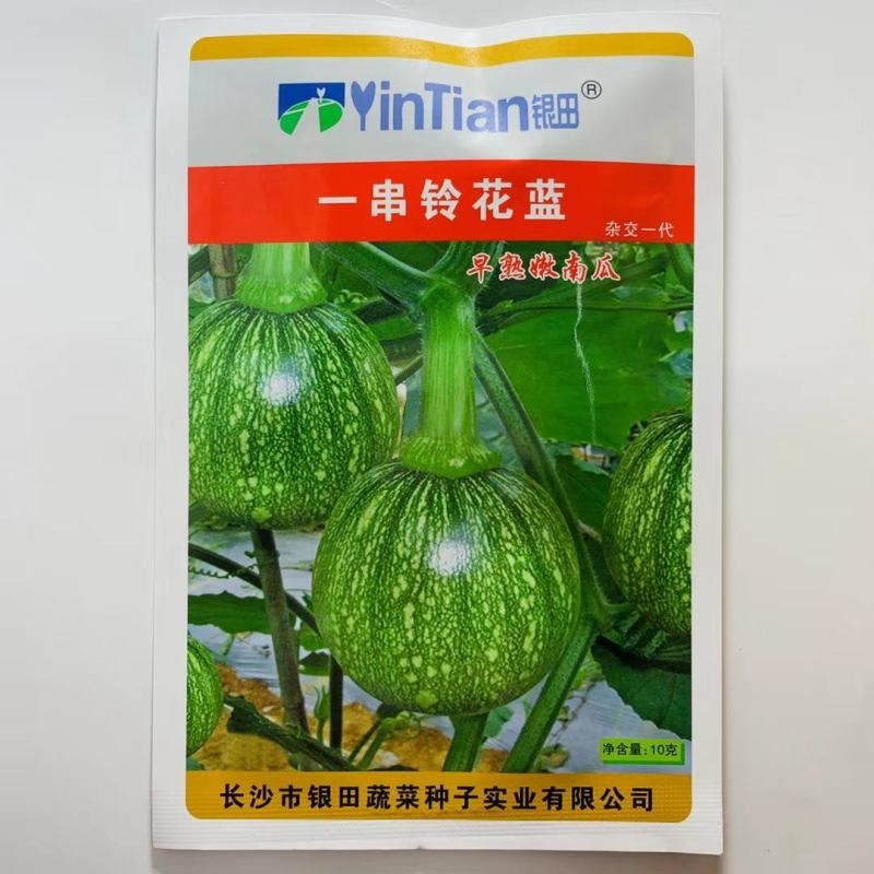圆宝西葫芦种子油绿矮生西葫芦杂交种子南瓜种子四季早熟