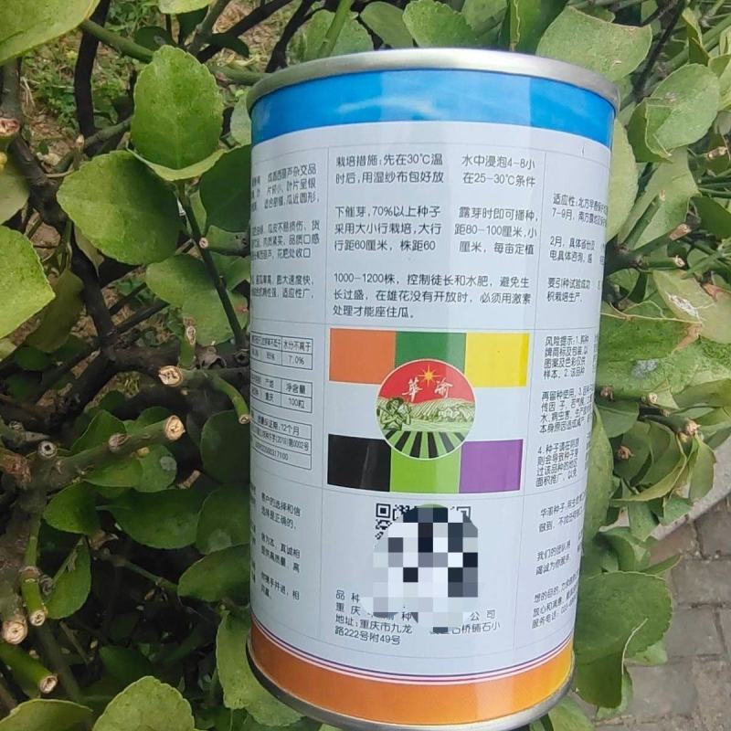 圆宝西葫芦种子油绿矮生西葫芦杂交种子南瓜种子四季早熟