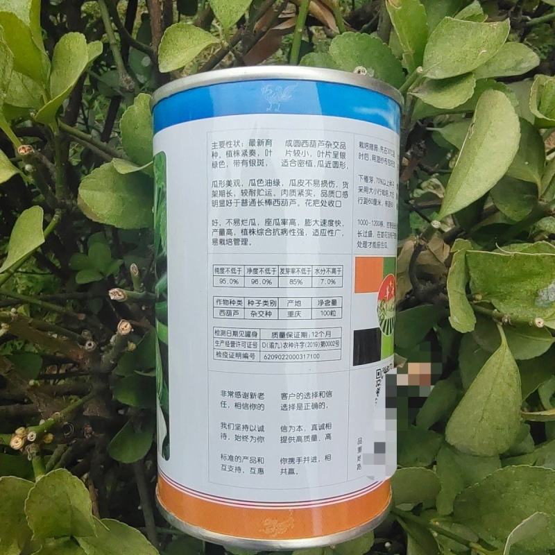 圆宝西葫芦种子油绿矮生西葫芦杂交种子南瓜种子四季早熟