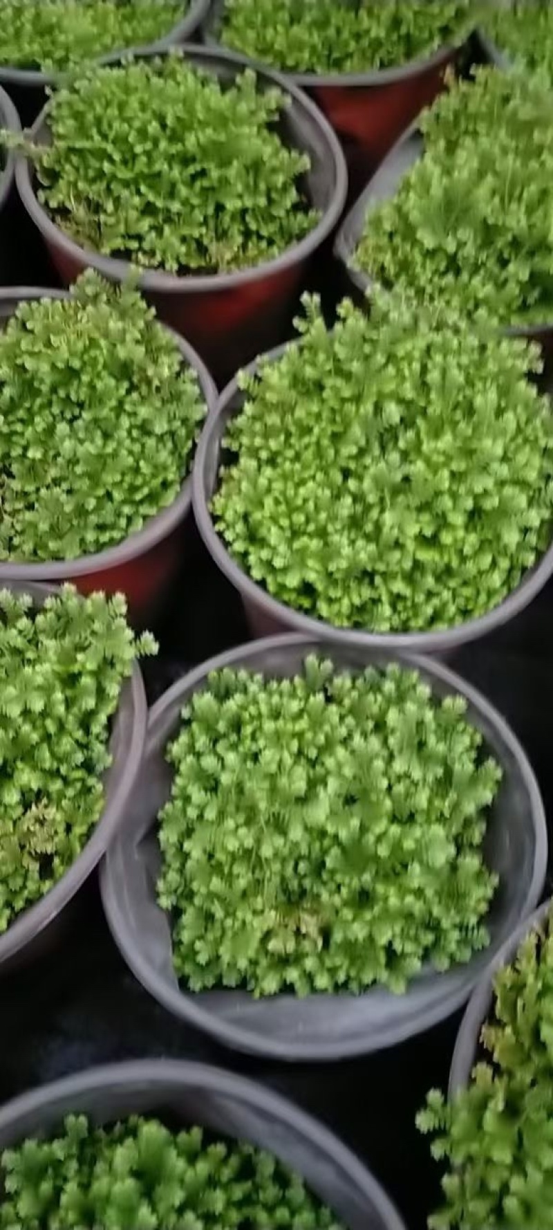 翠云草，大量出售各规格，量大从优，欢迎大家前来选购