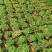 翠云草，大量出售各规格，量大从优，欢迎大家前来选购