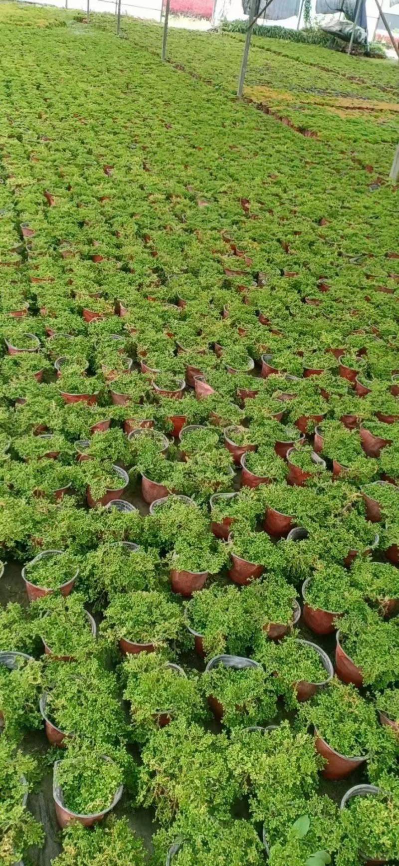 翠云草，大量出售各规格，量大从优，欢迎大家前来选购