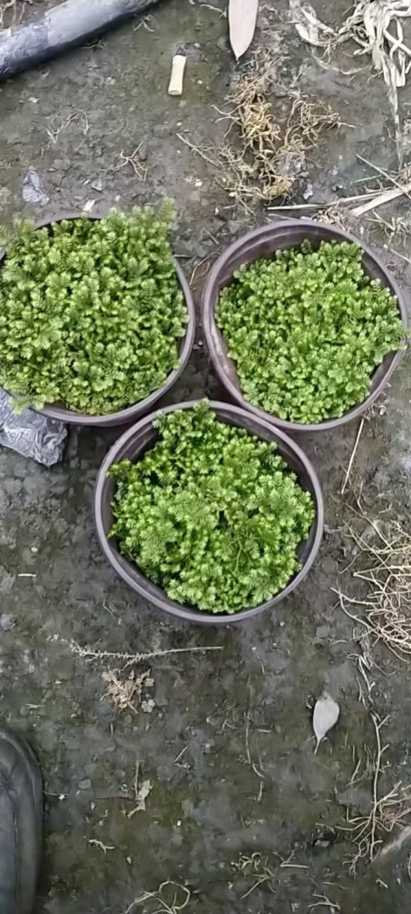 翠云草，大量出售各规格，量大从优，欢迎大家前来选购