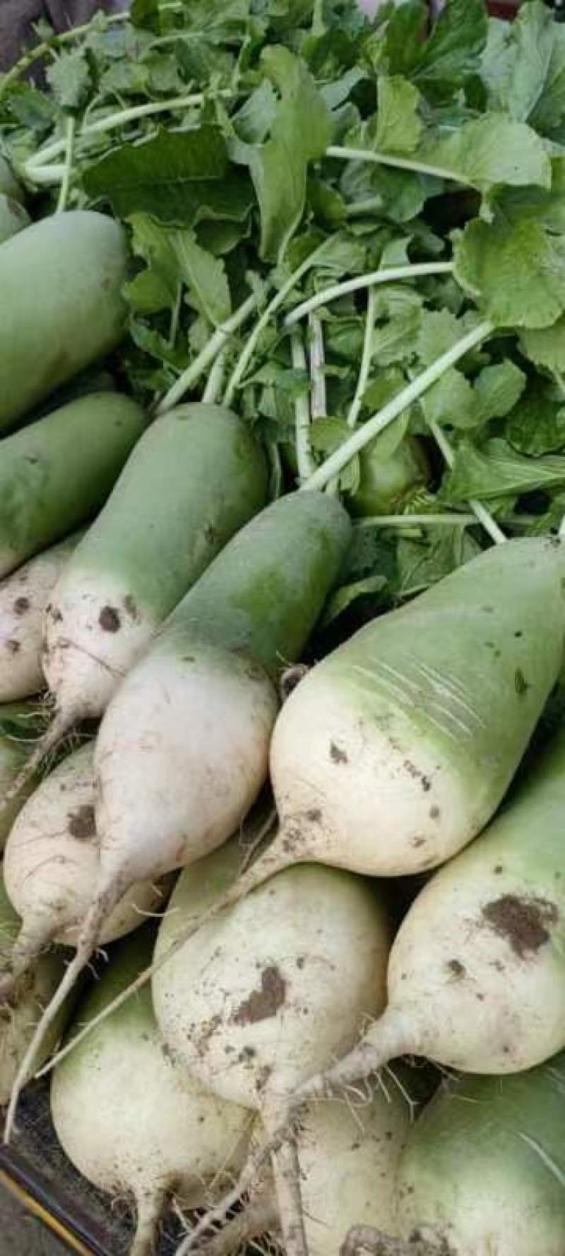 胡萝卜