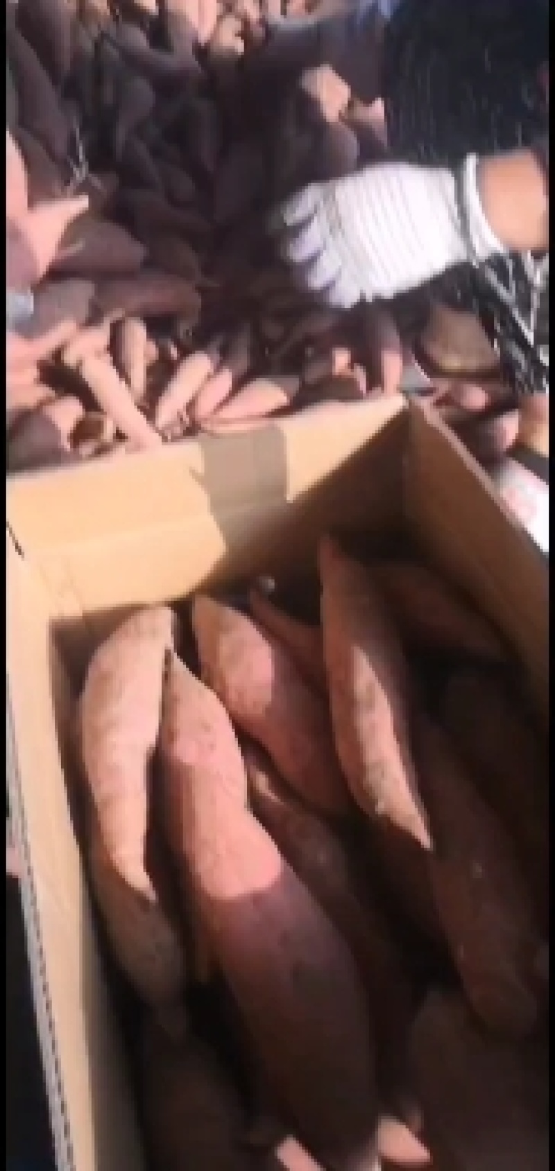 胡萝卜