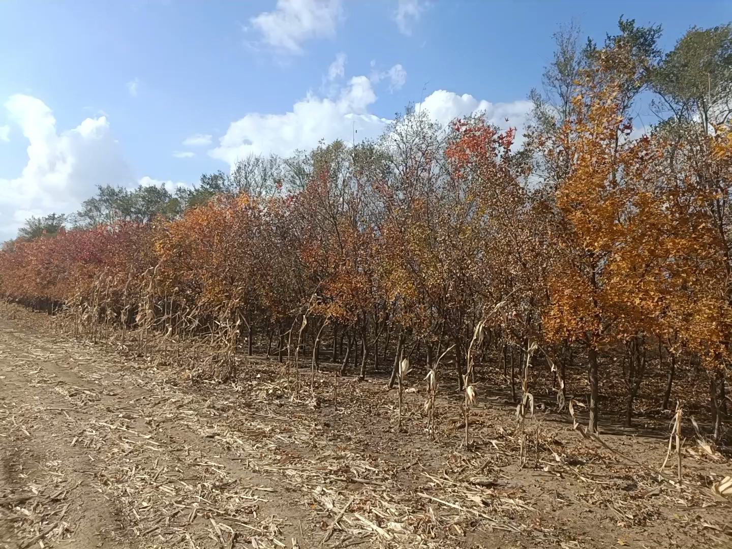 五角枫秋叶特写