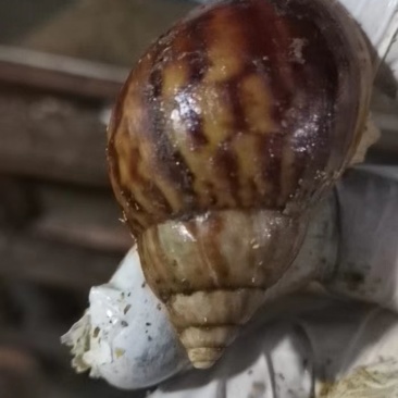 白玉蜗牛