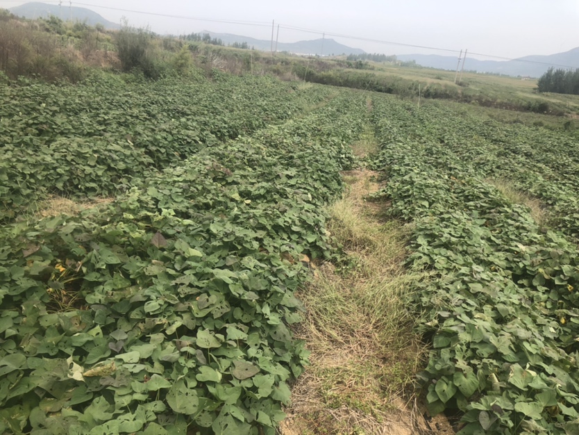 江西省吉安市泰和县某现代农业示范园内,一片绿意盎然的甘薯田,土壤标牌显示‘富硒土壤’,农民正在田间采集叶片样本,远处设有土壤监测站,电子屏显示实时硒含量与pH值数据,田埂立有‘济薯25号富硒甘薯示范基地’标识牌 泰和县富硒甘薯种植示范区