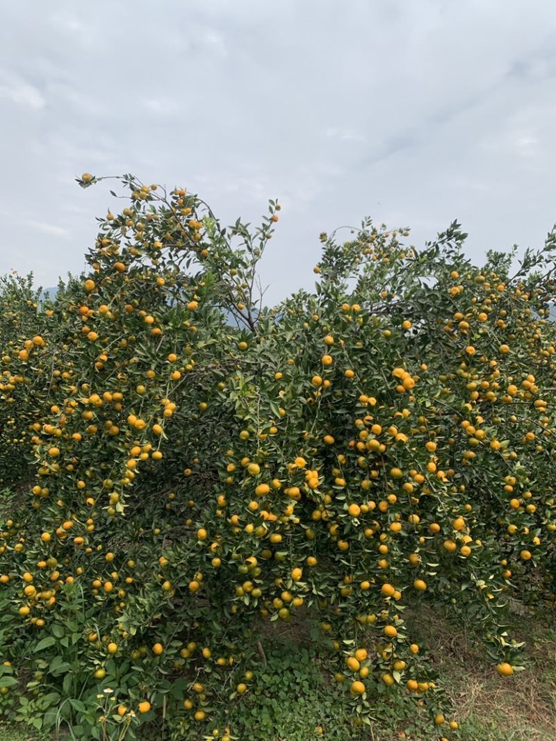 桂林地区南丰蜜橘大量上市中，今年口感特别甜，个头均匀