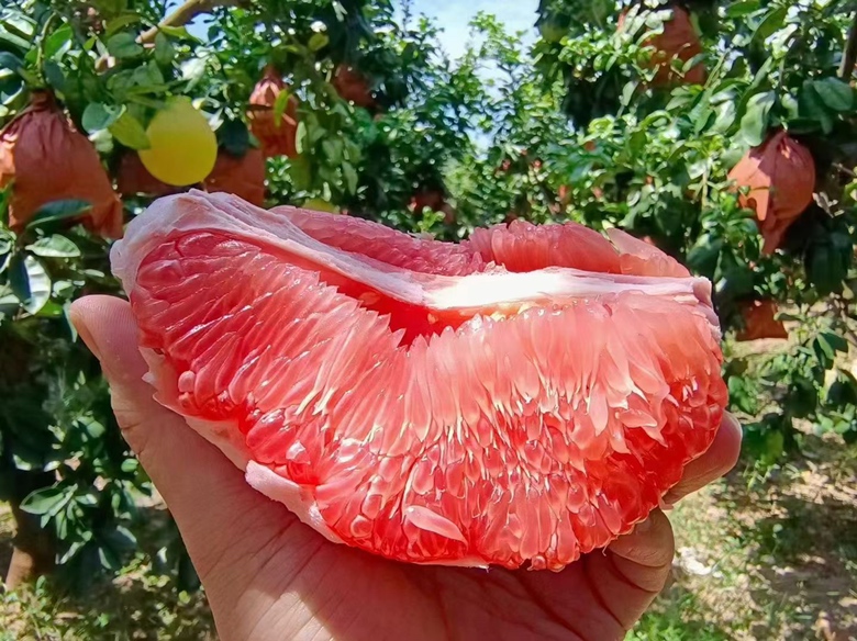 蜜柚切开图