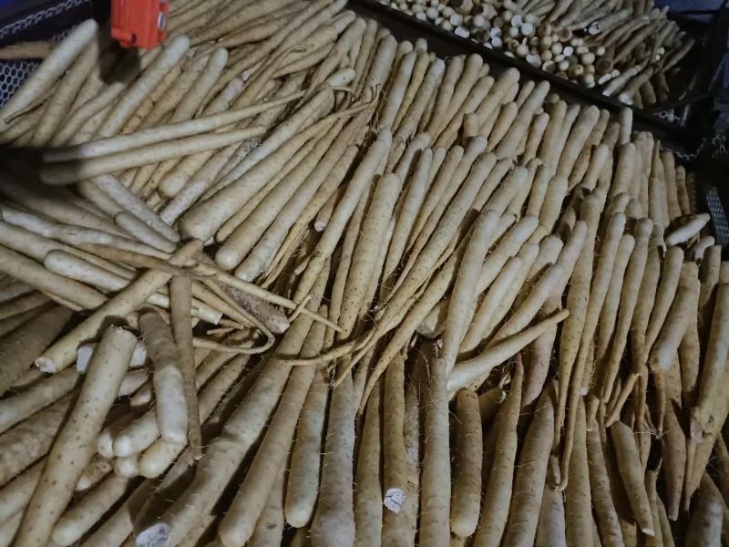 精品麻山药产地直供提供一条龙服务欢迎来电咨询