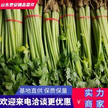 【推荐】山东精品香芹大量走货，基地现采先发，可视频看货