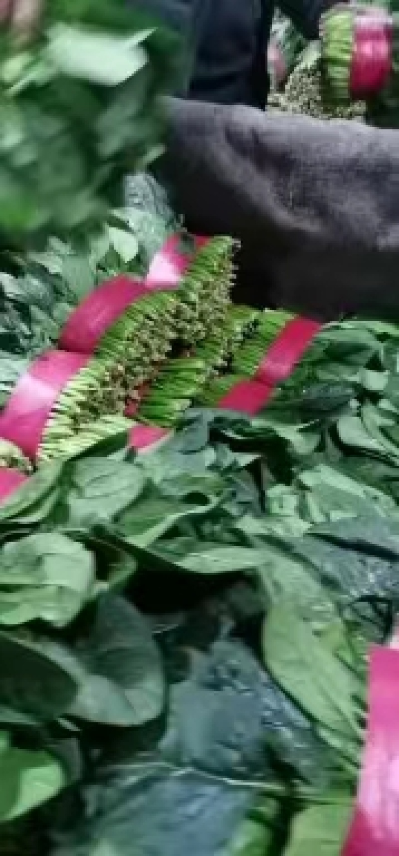 【推荐】山东大叶菠菜，基地现采现发，保质保量，可视频看货