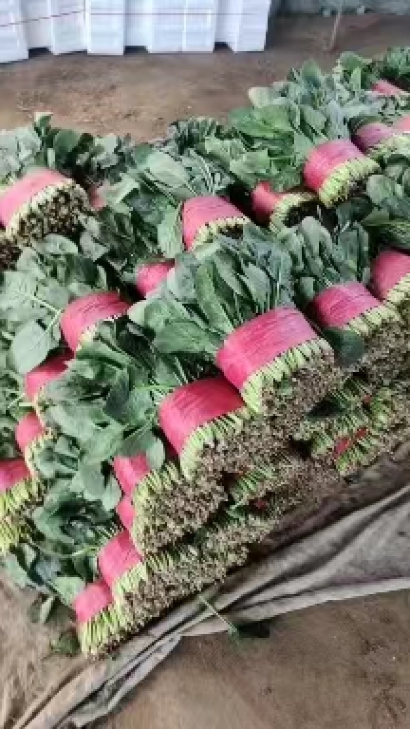 【推荐】山东大叶菠菜，基地现采现发，保质保量，可视频看货