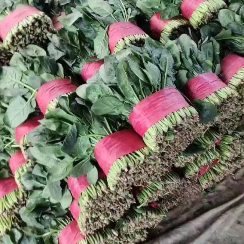【推荐】山东大叶菠菜，基地现采现发，保质保量，可视频看货