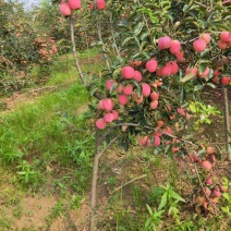 鸡心果树，鸡心果，鸡心果苹果苗，自家苗圃培育。无中介。