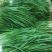 【精品】湛江徐闻沙土韭菜，物美价优，大量供应，欢迎采购