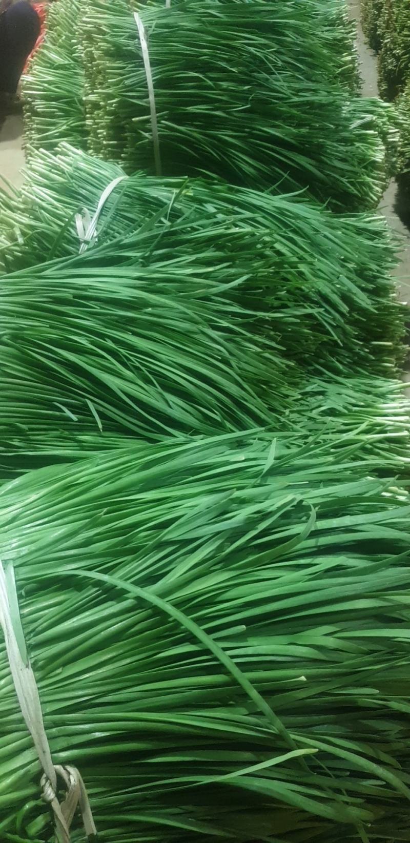 【精品】湛江徐闻沙土韭菜，物美价优，大量供应，欢迎采购