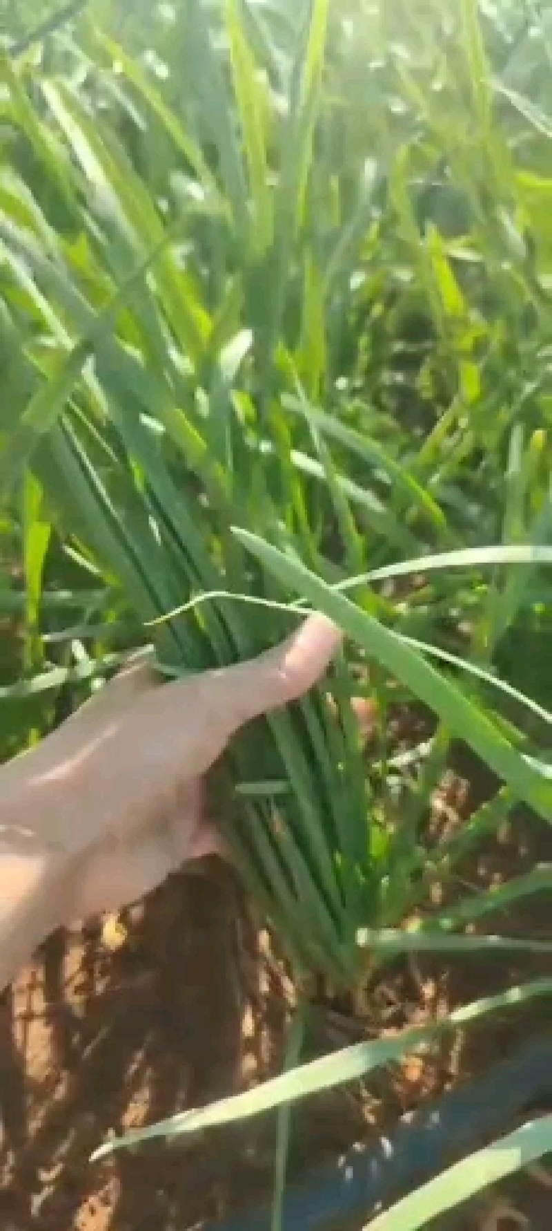 【精品】湛江徐闻沙土韭菜，物美价优，大量供应，欢迎采购