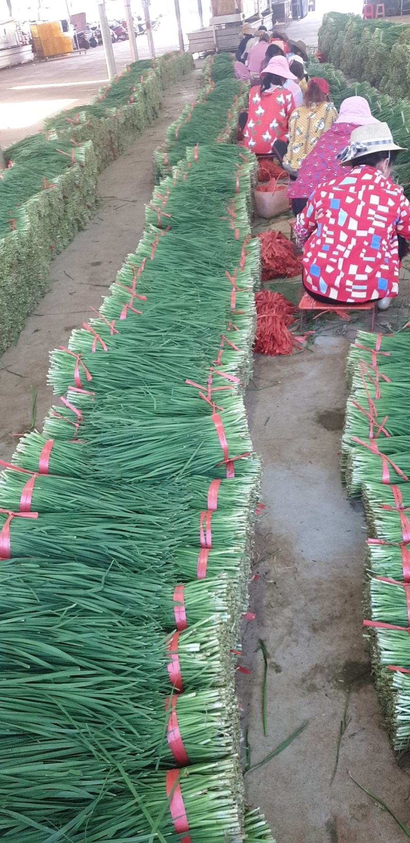 【精品】湛江徐闻沙土韭菜，物美价优，大量供应，欢迎采购