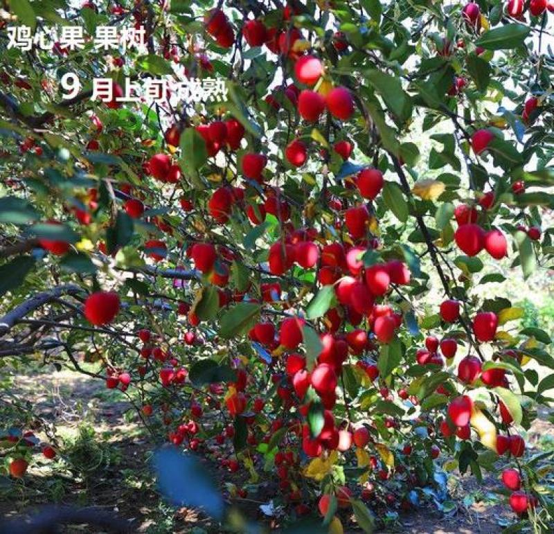 鸡心果树，鸡心果，鸡心果苹果苗，自家苗圃培育。无中介。