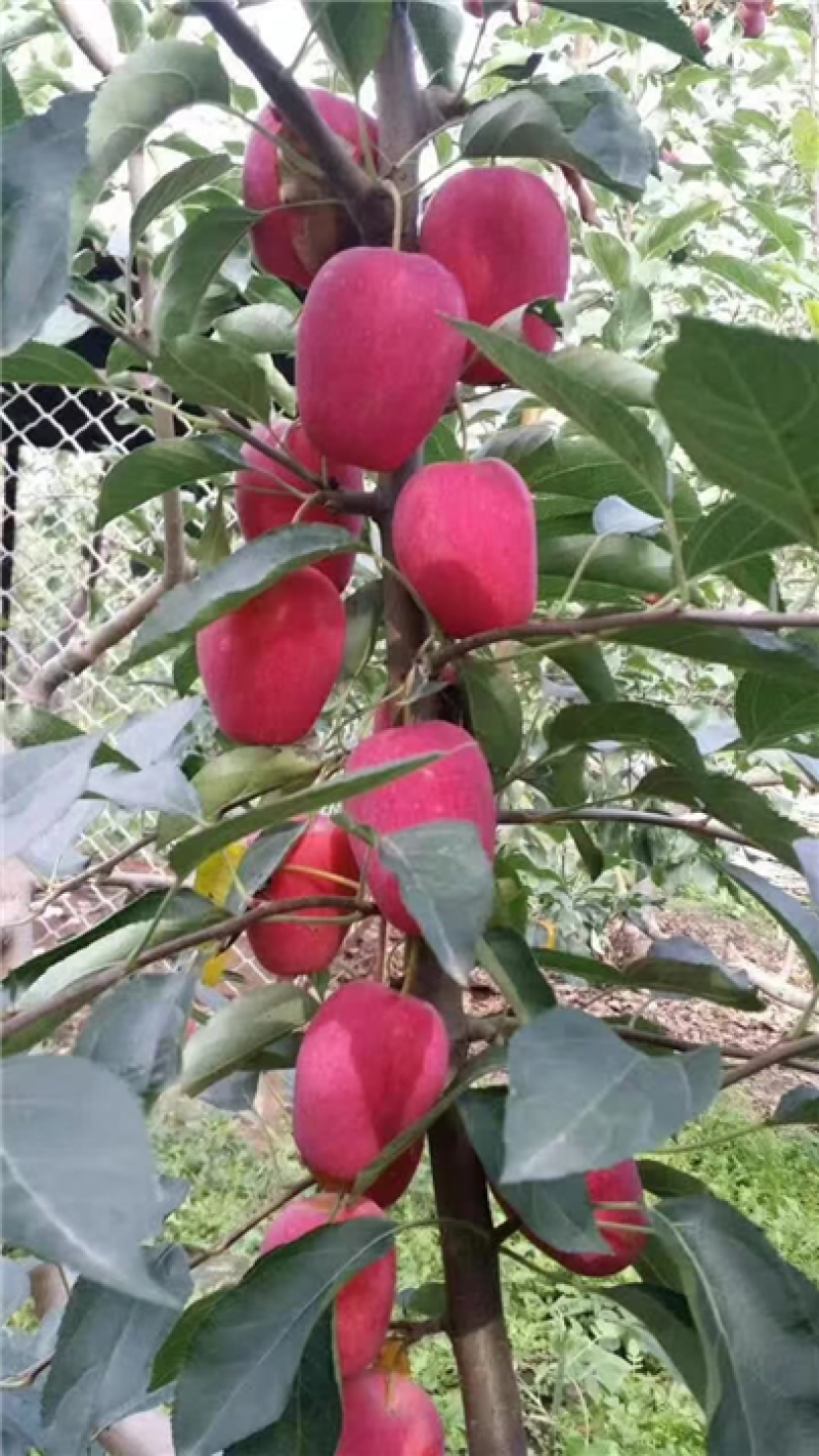 鸡心果树，鸡心果，鸡心果苹果苗，自家苗圃培育。无中介。