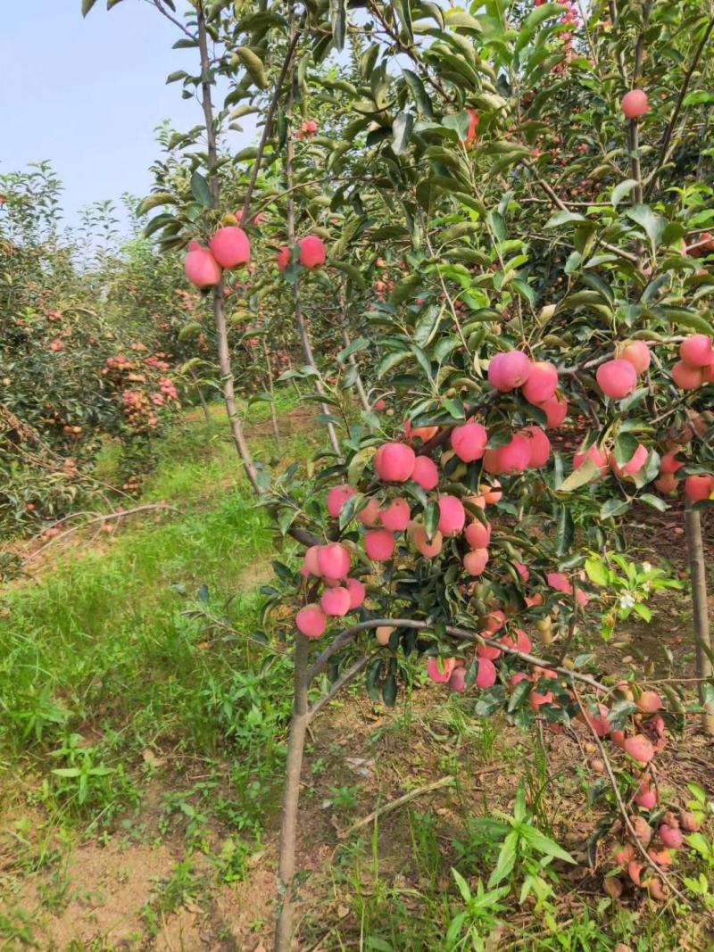 鸡心果树，鸡心果，鸡心果苹果苗，自家苗圃培育。无中介。