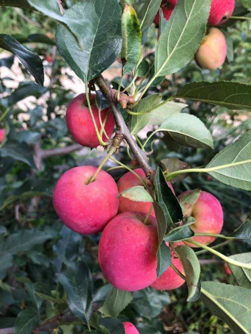 鸡心果树，鸡心果，鸡心果苹果苗，自家苗圃培育。无中介。